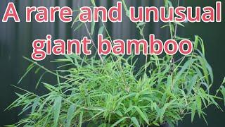 Introducing My New Chusquea gigantea And Why It Used To Be One Of The Worlds Rarest Bamboos