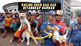 VIRAL..! Suka Gigit, Cakar, dan Mencuri, Kucing Oren Bar-Bar Akhirnya Ditangkap Damkar Bogor