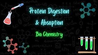 Protein digestion & absorption - هضم وامتصاص البروتينات - Bio chemistry - تعلم بالعربي