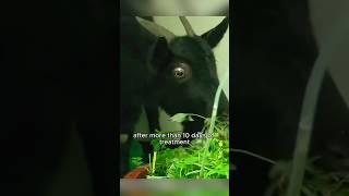 Mother goat in a big disaster. #shortvideo #animals #rescue #animal #blackgoat #goat #shorts