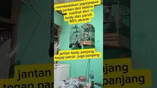 Membedakan jagalpapua jantan dan betina dilihat dari Body dan paruh #jagalpapua gacor