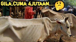 Edan,Sapi Cuma 4JutaanSapi TERKURUS Dan TERMURAHPusat Sapi Geringan Pasar Jatirogo Tuban