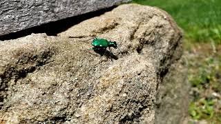 Six-spotted Tiger Beetle "How fast are these beetles?"