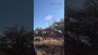 Lion charge caught on camera!! #farm #hunting #africa #southafrica