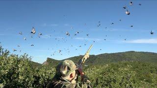 Wood pigeon hunting: migration