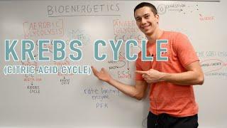 Krebs Cycle Explained!