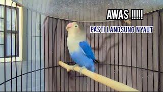 BURUNG LOVEBIRD NGETIK SAMBUNG NGEKEK ampuh untuk PANCINGAN LOVEBIRD FIGHTER jadi LOVEBIRD GACOR