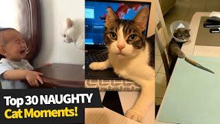 Top 30 NAUGHTY Cats Compilation 2021 | Evil Cat Moments