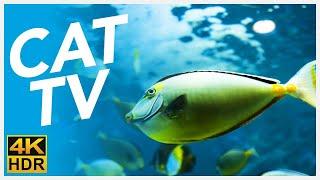 CAT TV  - 20 Hours of Underwater Fish Videos for Cats! (FISH TV 4K)