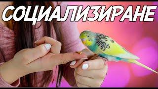 СОЦИАЛИЗИРАНЕ НА ПАПАГАЛ - Сигурен Успех / SOCIALIZING PARROT