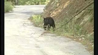 Arizonans are coming face to face with black bears