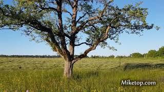 Miketop - Mein Baum - 30.05.2021