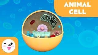 Animal cell and animal cell parts - Natural Science- Educational video for kids