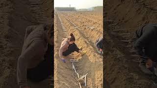 A Different Farming Method Of Sugarcane Planting Deeper And Placing Sideways #satisfying #short