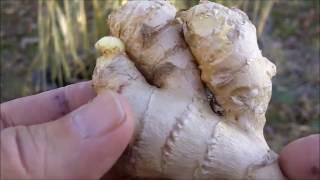 Growing and Harvesting Your Own Ginger Root