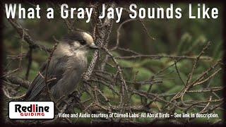 What a Gray or Canada Jay Sounds Like