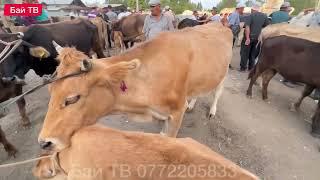 СААН УЙЛАР КУНАЖЫН БУКА ЭРКЕК УРГААЧЫ ТОРПОК БААЛАРЫ #байтв