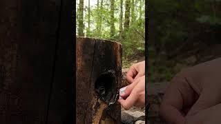 The girl found a unique place #camping #survival #bushcraft #outdoors