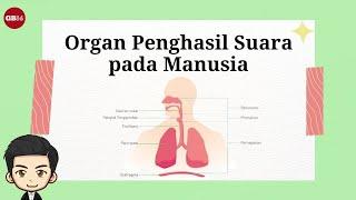 Organ Penghasil Suara pada Manusia - Materi Seni Musik Kelas 5 Kurikulum Merdeka