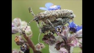 Pilemia tigrina - atracélcincér