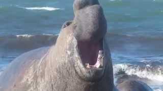 Argentine Isla Escondida - éléphant de mer (2)