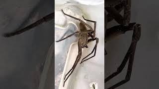 Resgatei a ARANHA mais VENENOSA do BRASIL! | Biomesquita