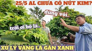 25/5 AL cây chưa tạo nút kim phải làm sao?Cách xử lý vàng lá gân xanh Út Đực nói gì về chiết mai zin