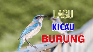 LAGU KICAU BURUNG  (鳥語之歌)