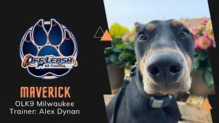 1 Y/O Doberman Pinscher “Maverick”| Top Dog | Milwaukee Dog Trainers