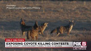 Competitive coyote hunts could be a thing of the past in Nevada