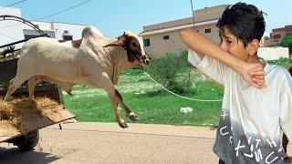 Humari Cow Unloading Hote Hue Gir Gyi?Rassi tot Gyi