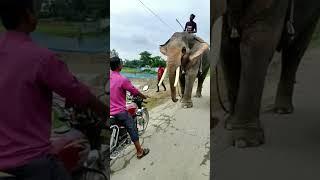 Hathi Raja Hathi raja#shorts#ytvideo#ytshorts#trending searches#tiktok video#viral video