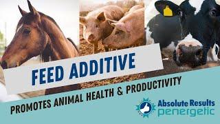 Feed Additive For Animal Health & Productivity | Absolute Results Penergetic