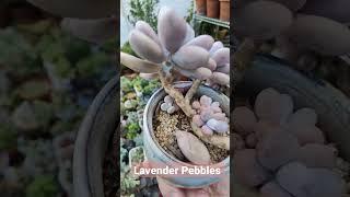 Graptopetalum Amethystinum Lavender Pebbles  | bikolanahardinera #shorts #lavenderpebbles #succulent