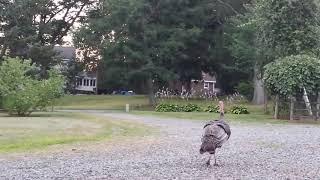 Domestic turkey flying