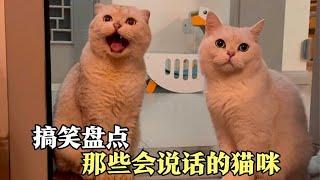 盘点那些会说话的猫咪，这些猫真是成精了，也太可爱吧！