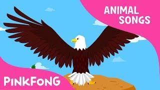 Powerful Bald Eagle | Eagle | Animal Songs | Pinkfong Songs for Children