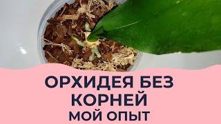 Орхидея без корней. Корни сгнили. Всего два листа. Мой опыт реанимации орхидеи без корней!!!