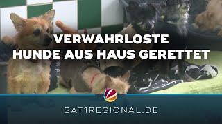 Verwahrloste Hunde aus Bad Iburg gerettet und aufgepäppelt