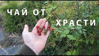 ЧАЙ ОТ ХРАСТИ TEA FROM BUSHES #plants #herbs #nature #foraging #tea  #plantmedicine