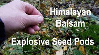 Himalayan Balsam Explosive Seed Pods. Impatiens Glandulifera.