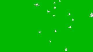 Flying Bird Green Screen 5Types Flying Pigeon Green Screen