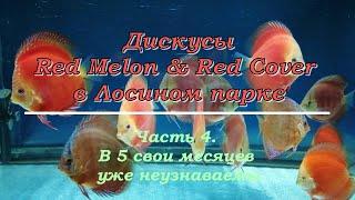 В свои 5 месяцев уже неузнаваемы (Мальки дискусов Red Melon & Red Cover . Часть 4) #решисьивоплощай