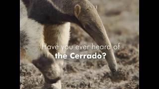 Why is Brazil’s Cerrado being destroyed?