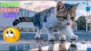 Funny Cat Videos Try Not To  Laugh  Cat Funny Videos  Funny Cat Videos On Youtube   Part 107