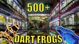 HUGE FROG ROOM TOUR!! | 500+ DART FROGS AND MORE!