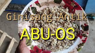 How to cook FIRE ANTS, MAGLUTO NG ANTIK, LUTO TI ABUOS ABUUS, EXOTIC ILOCANO COOKING