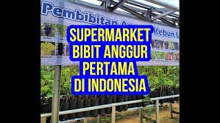 SUPERMARKET BIBIT ANGGUR PERTAMA DI INDONESIA || Sedia Ribuan Bibit Anggur Impor Berkualitas