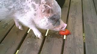 Hamlet the Mini Pig: Tomato Thief - Part 1