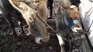 СОКУЛУК МАЛ БАЗАР. 15 ДЕКАБРЬ 2019. УЙЛАР • ЖЫЛКЫЛАР